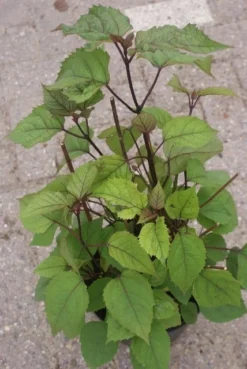 Pindakaasboom (Clerodendrum Bungei) -Planten Verkoopwinkel clerodendrum bungei 2