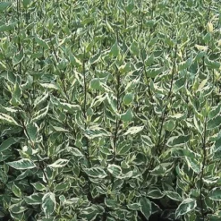 Bonte Kornoelje (Cornus Alba 'Elegantissima') -Planten Verkoopwinkel coaelega 3