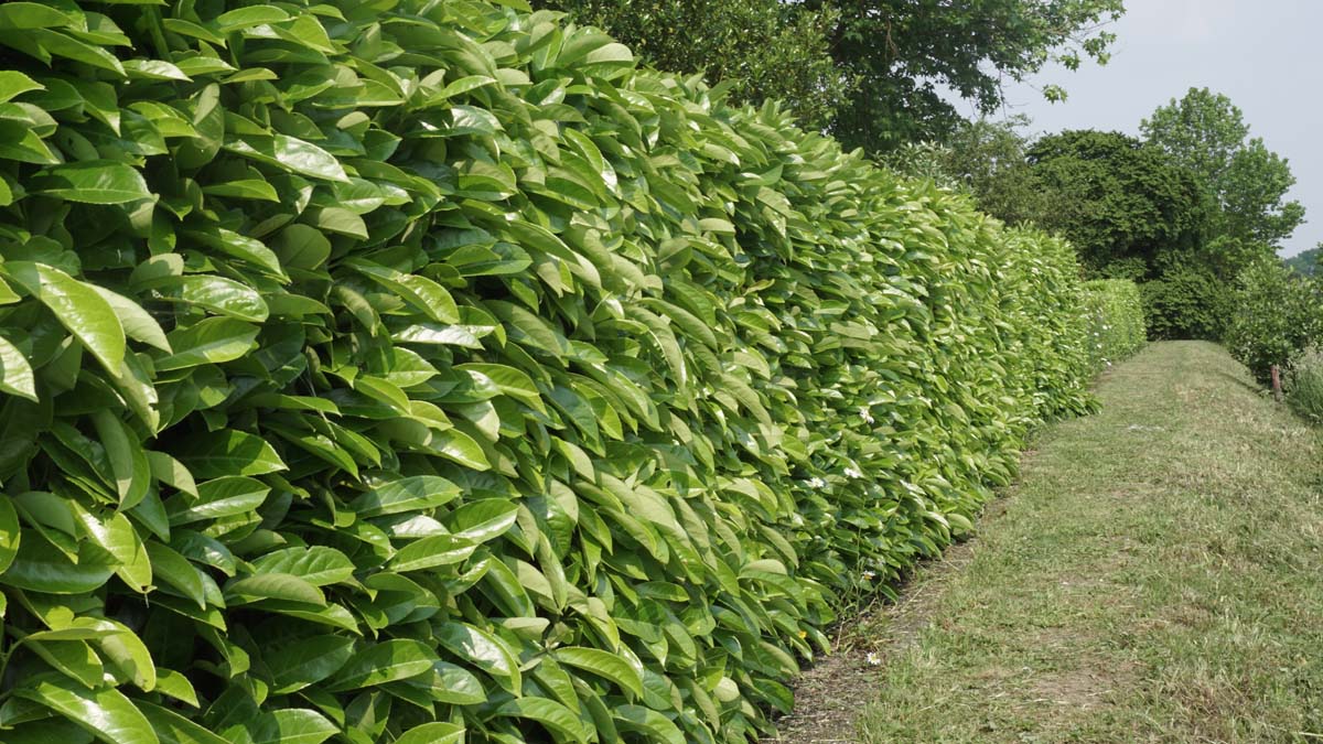 Planten Verkoopwinkel -Planten Verkoopwinkel collections 4822 Prunus laurocerasus Rotundifolia 3
