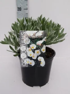 Zilverwinde (Convolvulus Cneorum ) -Planten Verkoopwinkel convolvulus 10 6