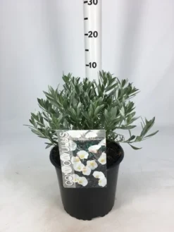 Zilverwinde (Convolvulus Cneorum ) -Planten Verkoopwinkel convolvulus 26 06