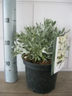 Zilverwinde (Convolvulus Cneorum ) -Planten Verkoopwinkel convolvulus cneorom c3 26 6 2019