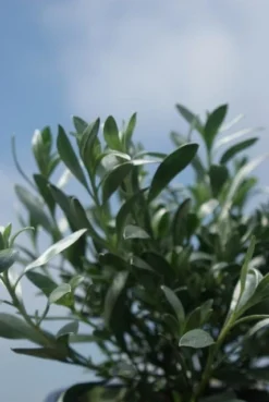 Zilverwinde (Convolvulus Cneorum ) -Planten Verkoopwinkel convolvulus cneorum 1