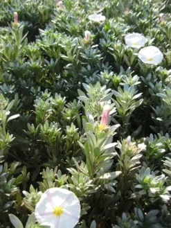 Zilverwinde (Convolvulus Cneorum ) -Planten Verkoopwinkel convolvulus cneorum c3 okt 1