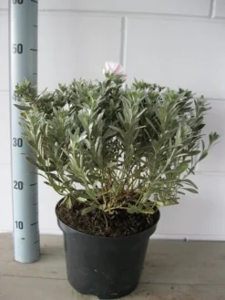 Zilverwinde (Convolvulus Cneorum ) -Planten Verkoopwinkel convolvulus cneorum c5 oktober 2