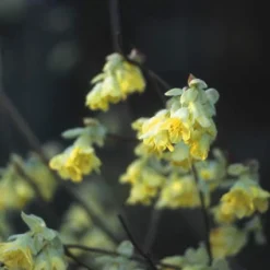Schijnhazelaar (Corylopsis Pauciflora) -Planten Verkoopwinkel copaucif 4