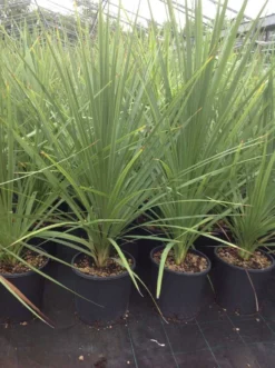 Cordyline (Cordyline Australis) -Planten Verkoopwinkel cordyline australis