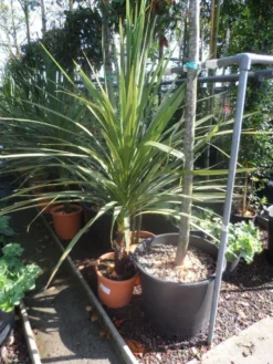Cordyline (Cordyline Australis) -Planten Verkoopwinkel cordyline australis 125 150 c20