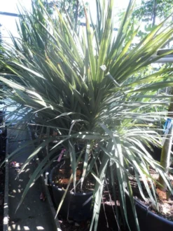 Cordyline (Cordyline Australis) -Planten Verkoopwinkel cordyline australis 175 200 meerstammig