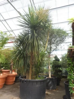 Cordyline (Cordyline Australis) -Planten Verkoopwinkel cordyline australis 300 400 c750 meerstammig