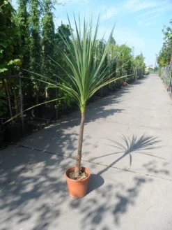 Cordyline (Cordyline Australis) -Planten Verkoopwinkel cordyline australis c10