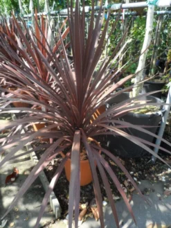 Cordyline (Cordyline Australis 'Atropurpurea') 7 Cordyline (Cordyline Australis 'Atropurpurea') -Planten Verkoopwinkel cordyline australis red star c10