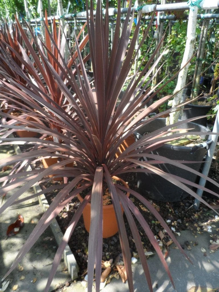 Cordyline (Cordyline Australis 'Atropurpurea') 4 Cordyline (Cordyline Australis 'Atropurpurea') - Afbeelding 4