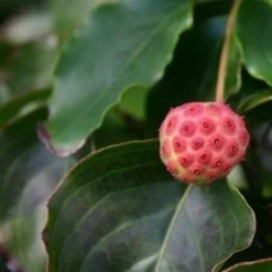 Kornoelje (Cornus Kousa 'China Girl') -Planten Verkoopwinkel cornus kousa china girl 1