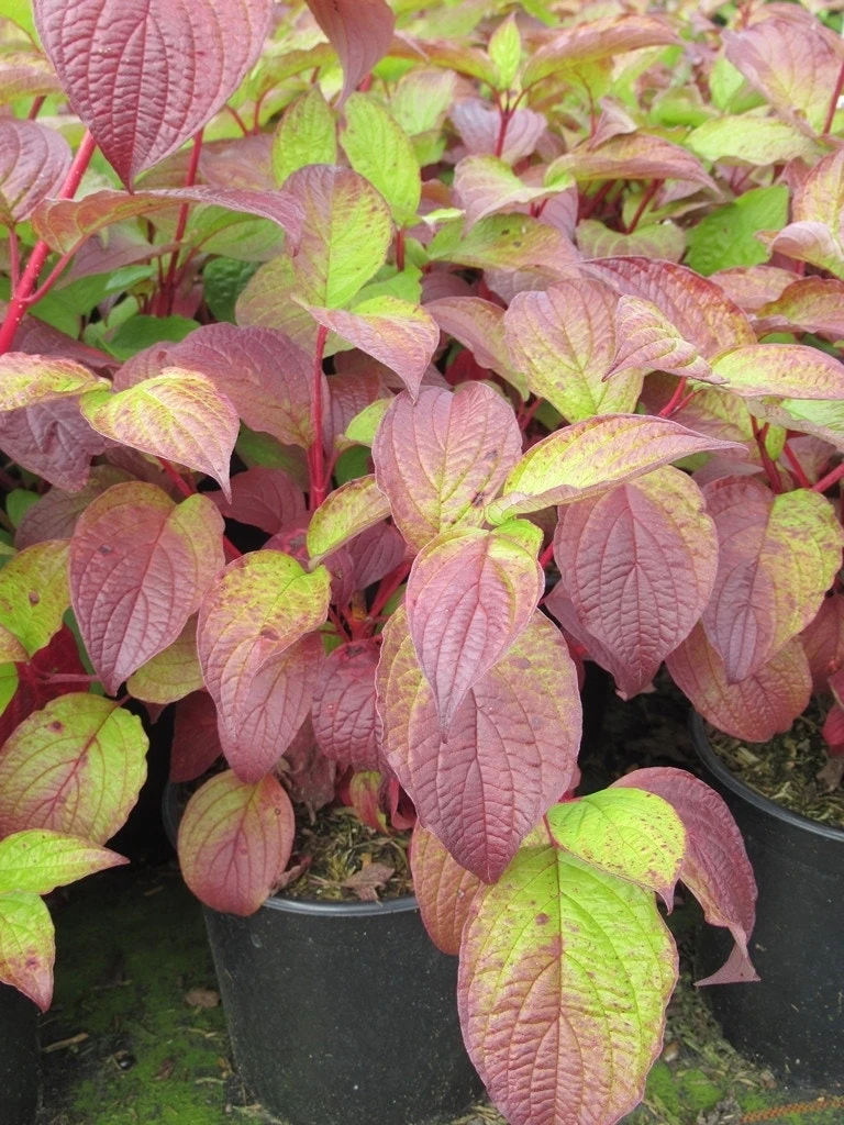 Kornoelje (Cornus Alba 'Sibirica') 5 Kornoelje (Cornus Alba 'Sibirica') - Afbeelding 5