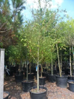 Kornoelje (Cornus Alternifolia) -Planten Verkoopwinkel cornus alternifolia 18 20 c160