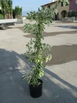 Kornoelje (Cornus Alternifolia 'Argentea') -Planten Verkoopwinkel cornus alternifolia argentea 1