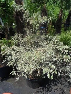 Kornoelje (Cornus Alternifolia 'Argentea') -Planten Verkoopwinkel cornus alternifolia argentea 100 125 c25 1