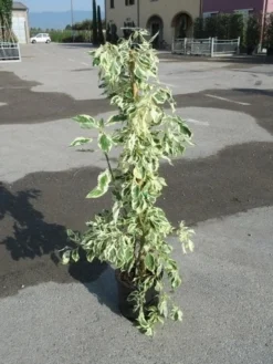 Kornoelje (Cornus Alternifolia 'Argentea') -Planten Verkoopwinkel cornus alternifolia argentea 2