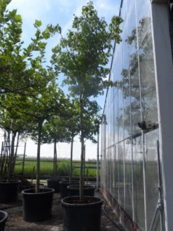 Reuzenkornoelje (Cornus Controversa) -Planten Verkoopwinkel cornus controversa 20 25ho c350 1