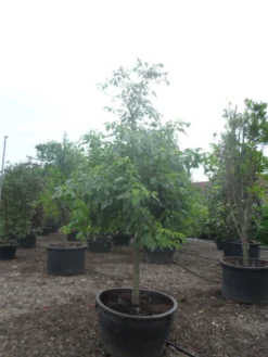 Reuzenkornoelje (Cornus Controversa) -Planten Verkoopwinkel cornus controversa halfstam c500