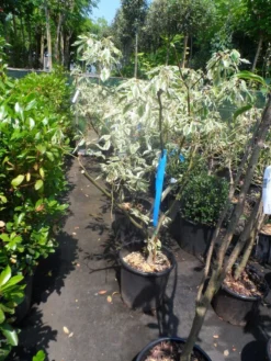 Reuzenkornoelje (Cornus Controversa 'Variegata') -Planten Verkoopwinkel cornus controversa variegata 125 150 c20