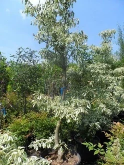Reuzenkornoelje (Cornus Controversa 'Variegata') -Planten Verkoopwinkel cornus controversa variegata 175 200 250