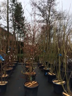 Reuzenkornoelje (Cornus Controversa 'Variegata') -Planten Verkoopwinkel cornus controversa variegata 2