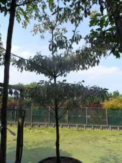 Reuzenkornoelje (Cornus Controversa 'Variegata') -Planten Verkoopwinkel cornus controversa variegata 250 300 c285