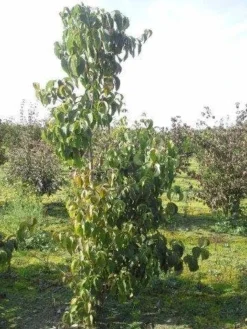 Veelbloemige Kornoelje (Cornus Florida 'Cloud Nine') -Planten Verkoopwinkel cornus florida 180