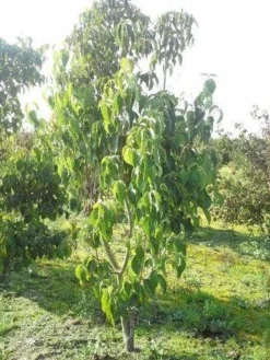 Veelbloemige Kornoelje (Cornus Florida 'Cloud Nine') -Planten Verkoopwinkel cornus florida 180 3