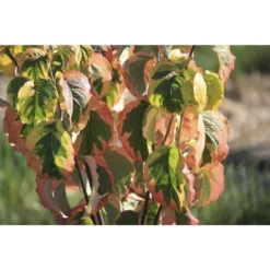 Kornoelje (Cornus Florida 'Rainbow')
