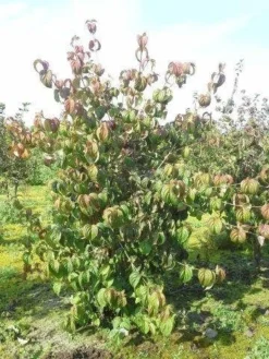 Kornoelje (Cornus Kousa 'China Girl') -Planten Verkoopwinkel cornus kousa 180 2 1