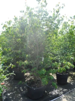 Kornoelje (Cornus Kousa 'China Girl') -Planten Verkoopwinkel cornus kousa china girl 200 250 c90 1