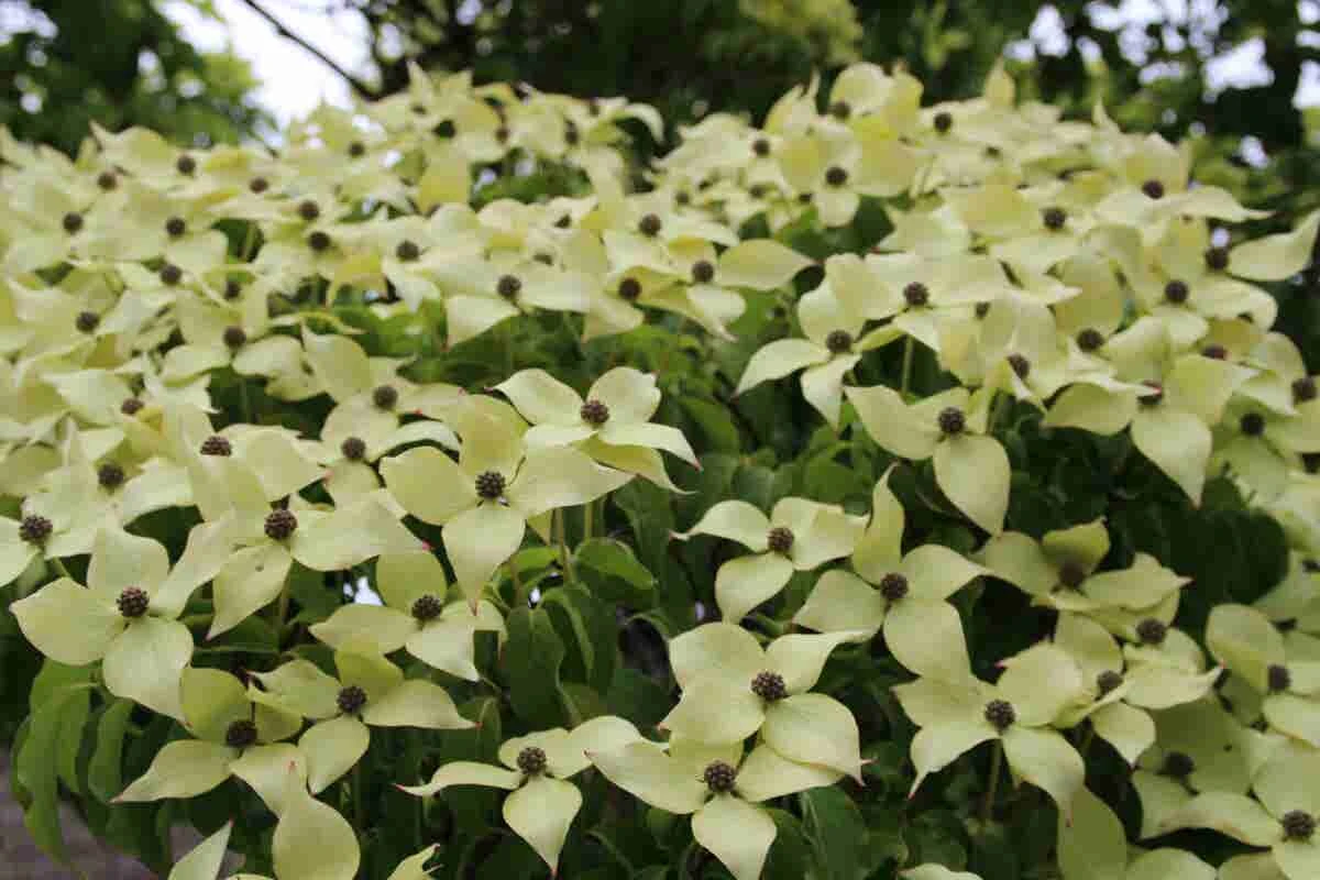 Kornoelje (Cornus Kousa 'China Girl') 5 Kornoelje (Cornus Kousa 'China Girl') - Afbeelding 5
