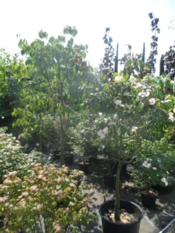 Japanse Kornoelje (Cornus Kousa) -Planten Verkoopwinkel cornus kousa in soorten halfstam c50