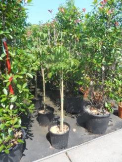 Japanse Kornoelje (Cornus Kousa) -Planten Verkoopwinkel cornus kousa satomi 100stam c20 1