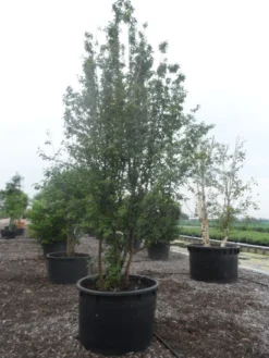 Gele Kornoelje (Cornus Mas) -Planten Verkoopwinkel cornus mas 400 500 c750 1