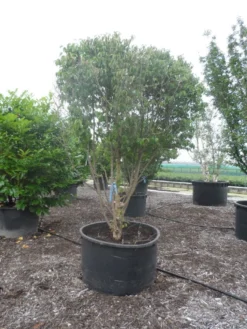 Gele Kornoelje (Cornus Mas) -Planten Verkoopwinkel cornus mas ombrella c600