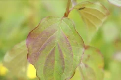 Kornoelje (Cornus Sanguinea 'Winter Beauty) -Planten Verkoopwinkel cornus sanguinea winter beauty 1