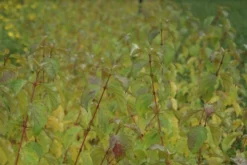 Kornoelje (Cornus Sanguinea 'Winter Beauty) -Planten Verkoopwinkel cornus sanguinea winter beauty 3 1