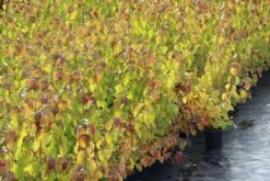 Kornoelje (Cornus Sanguinea 'Winter Beauty) -Planten Verkoopwinkel cornus winter beauty 1