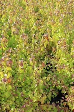 Kornoelje (Cornus Sanguinea 'Winter Beauty) -Planten Verkoopwinkel cornus winter beauty 2