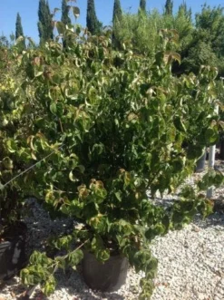 Japanse Kornoelje (Cornus Kousa 'Weisse Fontaine') -Planten Verkoopwinkel cornuskousa125