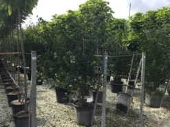 Japanse Kornoelje (Cornus Kousa 'Weisse Fontaine') -Planten Verkoopwinkel cornuskousa175