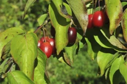 Gele Kornoelje (Cornus Mas) -Planten Verkoopwinkel cornusmas vruchtv01