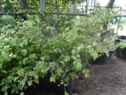 Schijnhazelaar (Corylopsis Pauciflora) -Planten Verkoopwinkel corylopsis pauciflora solitair 100 150