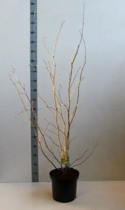 Schijnhazelaar (Corylopsis Spicata) -Planten Verkoopwinkel corylopsis spicata 80 100 cm co. 7.5l . kopie