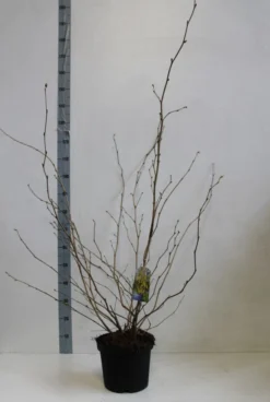 Schijnhazelaar (Corylopsis Spicata) -Planten Verkoopwinkel corylopsis spicata 80 100 cm co. 7.5l kopie