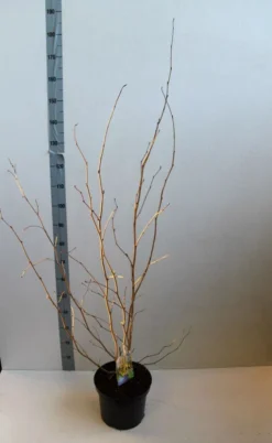 Schijnhazelaar (Corylopsis Spicata) -Planten Verkoopwinkel corylopsis spicata 80 100 cm co. 7.5l z. kopie